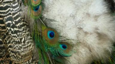优雅的野生异国情调的鸟色彩斑斓的艺术羽毛关闭孔雀变形羽毛飞行<strong>印度</strong>绿色孔雀
